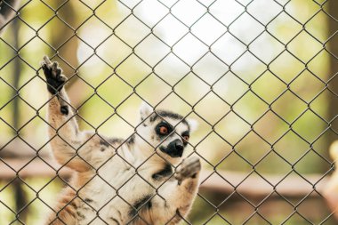 Lemur bir tel üzerinde yakın çekim görüntüsü.