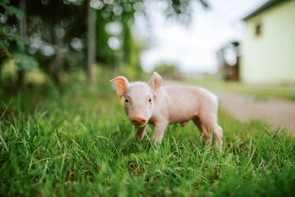 Imagen Cerca Pequeño Lechón — Foto de Stock