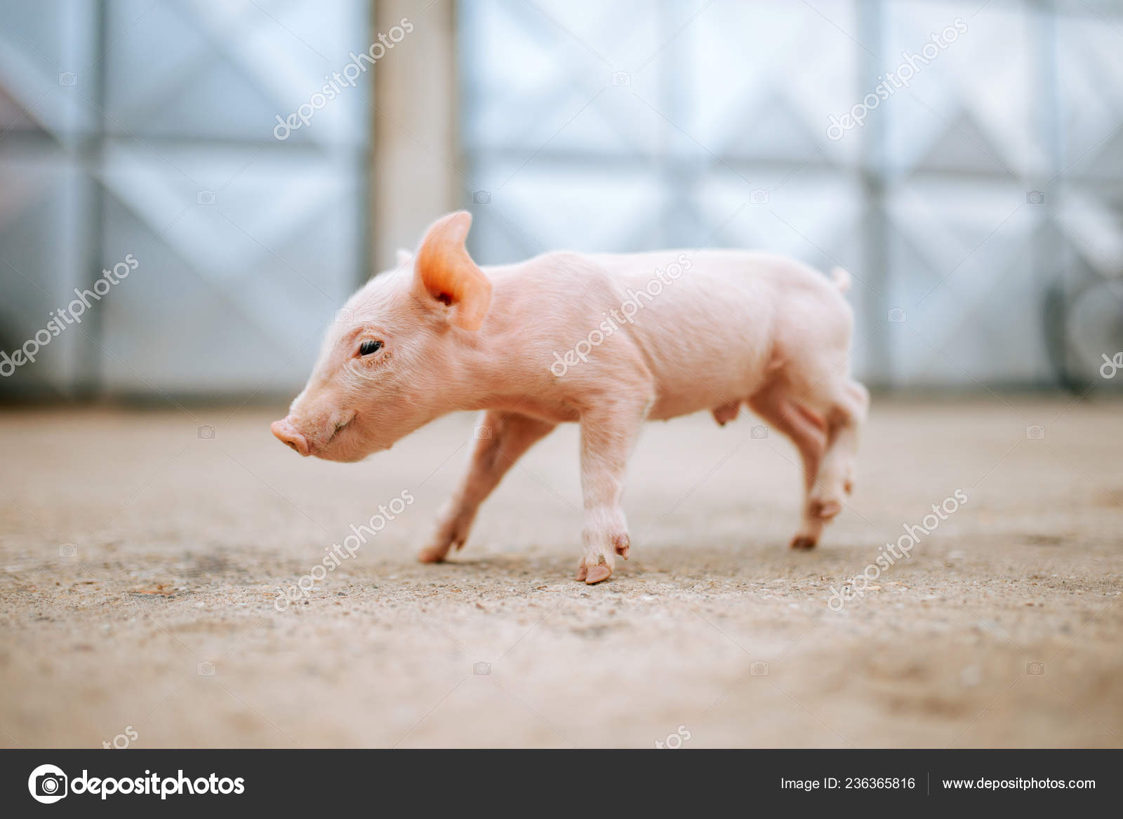 Bebe Cochon Images Libres De Droit Photos De Bebe Cochon Depositphotos