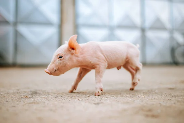 Lindo Cerdo Bebé Rosa — Foto de Stock