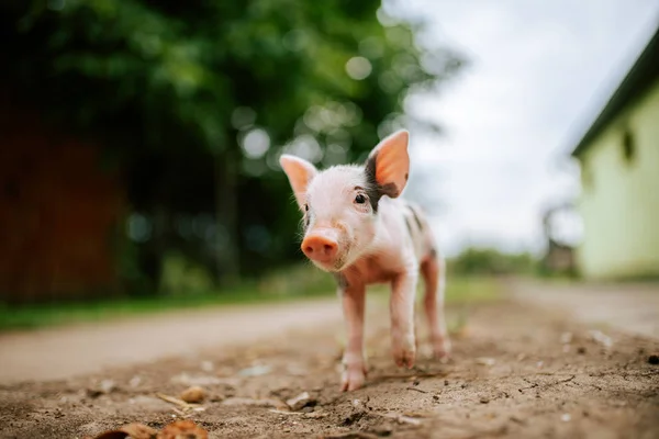 Imagen Primer Plano Del Cerdo Recién Nacido — Foto de Stock