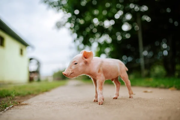 Lechón Camino Del Campo — Foto de Stock