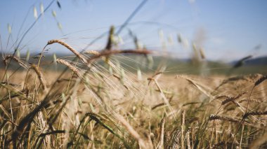  Rüzgarda buğday
