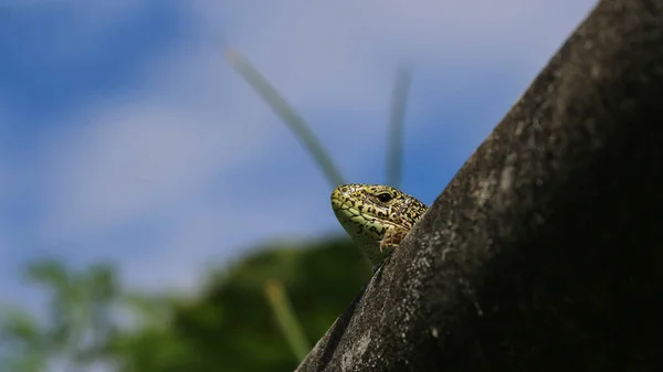 Terénní Vozidlo Horách — Stock fotografie