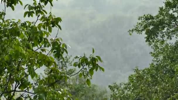 Chuva Forte Parque Despeje Floresta Verão Chuva Cai Sobre Folhas — Vídeo de Stock