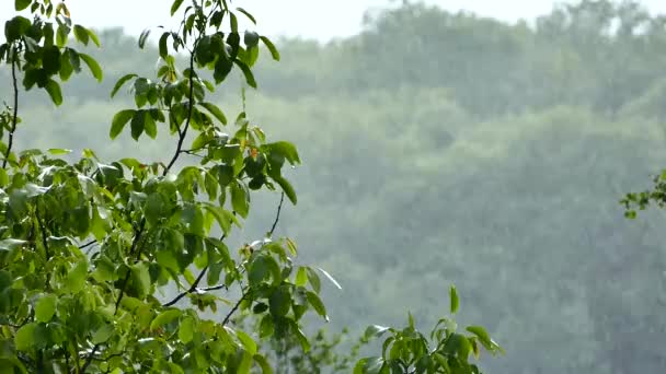 Chuva Forte Parque Despeje Floresta Verão Chuva Cai Sobre Folhas — Vídeo de Stock