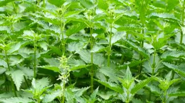 Isırgan otu bahçede kalınlaşır. Yeşil iğneli bitki.