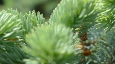 Genç bir Noel ağacının güzel kozalaklı dalları. Yeşil kozalaklı ağaç.