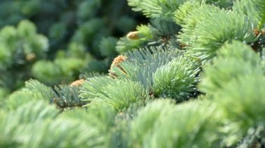 Genç bir Noel ağacının güzel kozalaklı dalları. Yeşil kozalaklı ağaç.