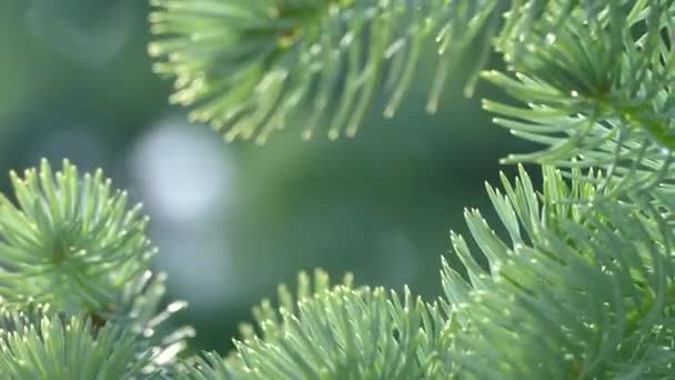 Piękna Iglasta Gałąź Młodej Choinki Drzewo Iglaste Zielone — Wideo stockowe