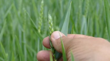 Genç ve yeşil buğday tarlası. Çiftçi, olgunlaşmamış çiviyi elleriyle kontrol ediyor. Alanlı peyzaj. 