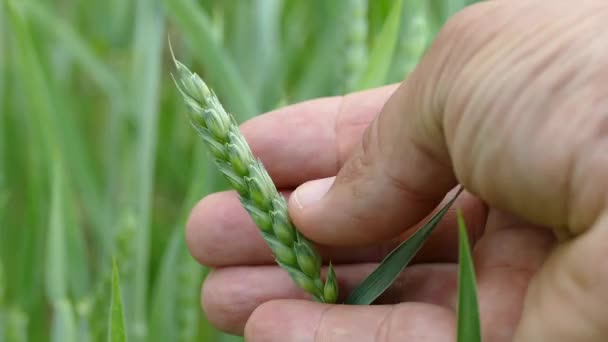 Campo Trigo Joven Verde Granjero Revisa Espiguilla Inmadura Con Sus — Vídeos de Stock