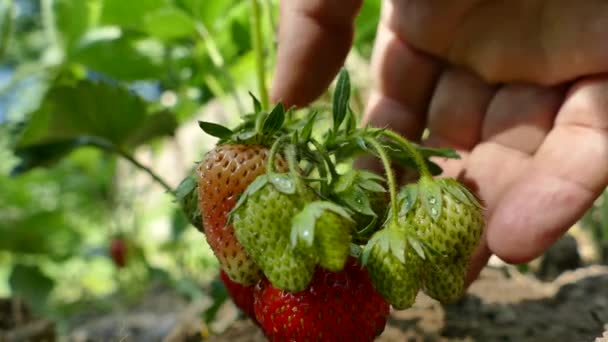 Collect Strawberries Garden Check Ripeness Strawberry Your Hands — Stock Video