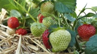Çilekler bahçedeki yataklardan toplanır. Olgun ve olgun değil. Yazın hasat.. 