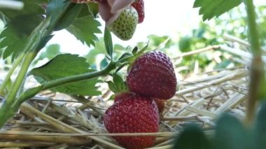 Bahçeden çilek toplayın. Çileğin olgunluğunu ellerinle kontrol et. 