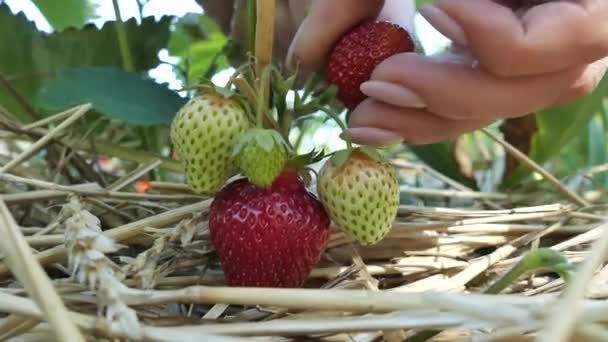 Verzamel Aardbeien Uit Tuin Controleer Rijpheid Van Aardbei Met Handen — Stockvideo