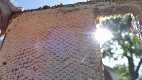 Honningkager Med Honning Skåret Med Kniv Honning Flyder Ned Rammen – Stock-video