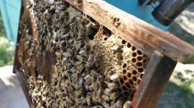 Arılar arıların içinde. Bal tarağı. Arı yetiştiricisi çerçeveleri bal peteğiyle inceliyor. Arı kovanından bal çıkıyor..