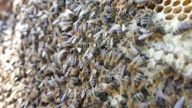 Arılar arıların içinde. Bal tarağı. Arı yetiştiricisi çerçeveleri bal peteğiyle inceliyor. Arı kovanından bal çıkıyor..