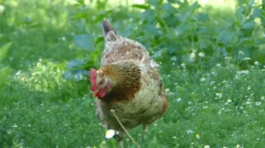 Tavuk çimenlerde yürür ve mısırı gagalar. Kuş çiftliği. 