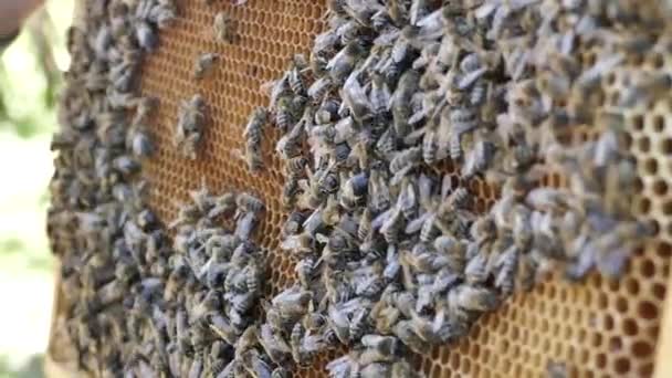 Μέλισσες Είναι Στο Μελισσοκομείο Γλυκιά Μου Μελισσοκόμος Επιθεωρεί Πλαίσια Κηρήθρες — Αρχείο Βίντεο