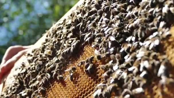 Las Abejas Están Colmenar Peine Miel Apicultor Inspecciona Los Marcos — Vídeos de Stock