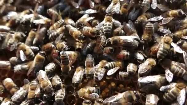 Les Abeilles Sont Dans Rucher Peigne Miel Apiculteur Inspecte Les — Video