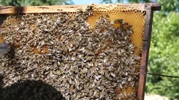 Las Abejas Están Colmenar Peine Miel Apicultor Inspecciona Los Marcos — Vídeos de Stock