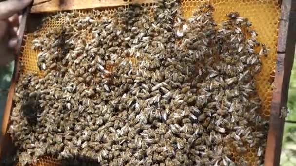 Les Abeilles Sont Dans Rucher Peigne Miel Apiculteur Inspecte Les — Video