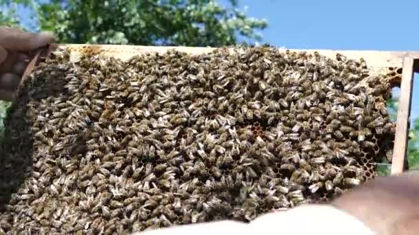 Les Abeilles Sont Dans Rucher Peigne Miel Apiculteur Inspecte Les — Video