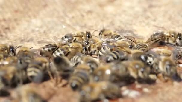 벌들은 벌집에 있습니다 비키퍼는 허니콤으로 프레임을 검사합니다 꿀벌에 하이브에서 — 비디오