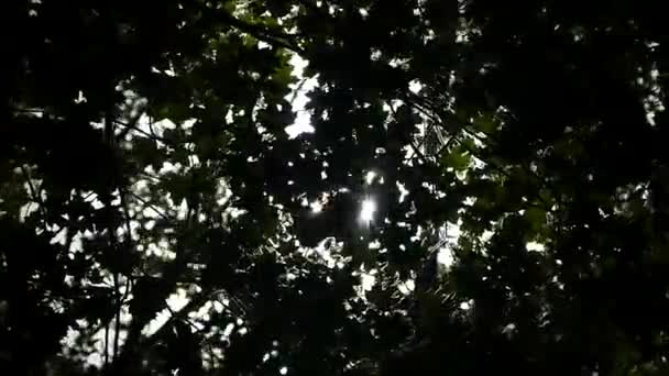 Grön Skog Solens Strålar Skiner Genom Löven Trädens Grenar — Stockvideo