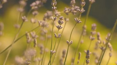 Lavanta çiçekleri rüzgar eser.