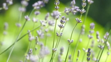 Lavanta çiçekleri rüzgar eser.