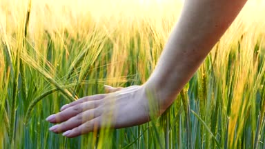 Gün batımında buğday dikenlerini elle okşayan bir kız. Sahada güzel bir gün batımı. Genç arpa dikenleri.
