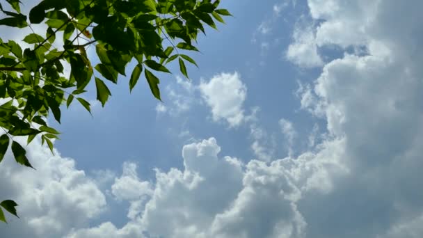 Текстура Фон Красивыми Облаками Солнца Зеленых Ветвей — стоковое видео