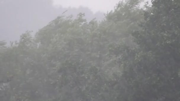Storm Douche Met Bliksem Zware Regen Met Zwarte Wolken Wind — Stockvideo