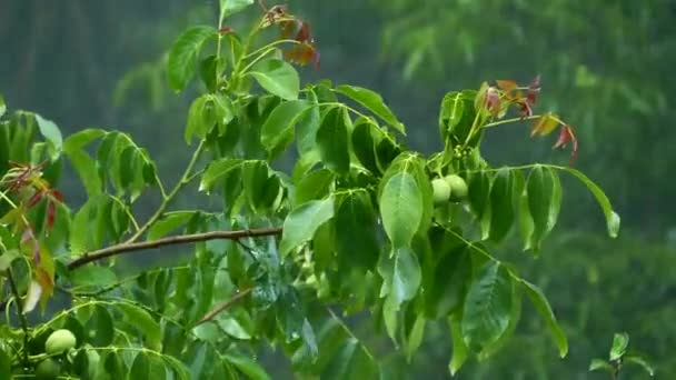 Zielony Orzech Podczas Deszczu Pora Deszczowa Leśnych Zaroślach Spada Drzewa — Wideo stockowe