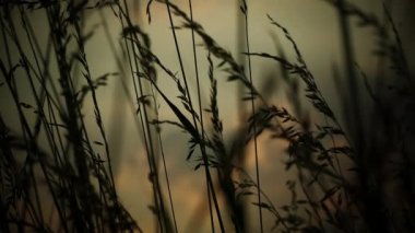 Rüzgar günbatımında çimleri sallıyor.