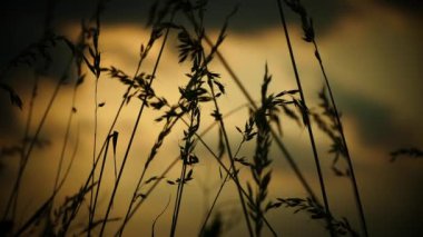 Rüzgar günbatımında çimleri sallıyor.