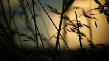 Rüzgar günbatımında çimleri sallıyor.