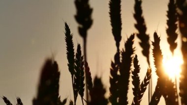 Rüzgar günbatımında çimleri sallıyor.