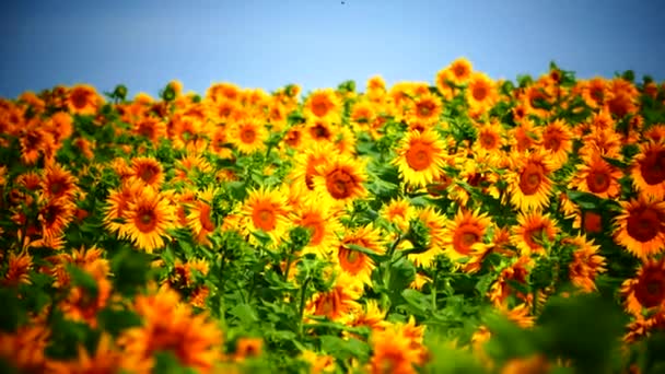 Belos girassóis crescem no campo. Muitas flores amarelas grandes no horizonte e contra o céu azul . — Vídeo de Stock