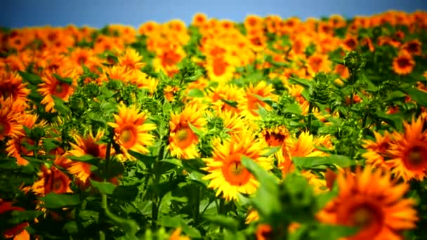 Vackra solrosor växer på fältet. En massa gula stora blommor på horisonten och mot den blå himlen. — Stockvideo