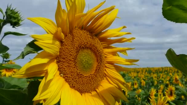 De beaux tournesols poussent sur le terrain. Beaucoup de grandes fleurs jaunes à l'horizon et contre le ciel bleu .
