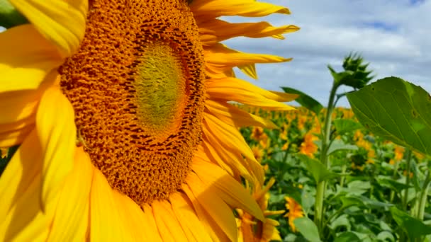 Bellissimi girasoli crescono sul campo. Un sacco di grandi fiori gialli all'orizzonte e contro il cielo blu . — Video Stock