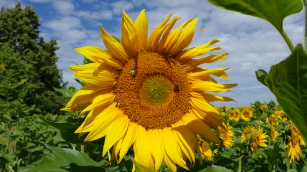 Vackra solrosor växer på fältet. En massa gula stora blommor på horisonten och mot den blå himlen. — Stockvideo