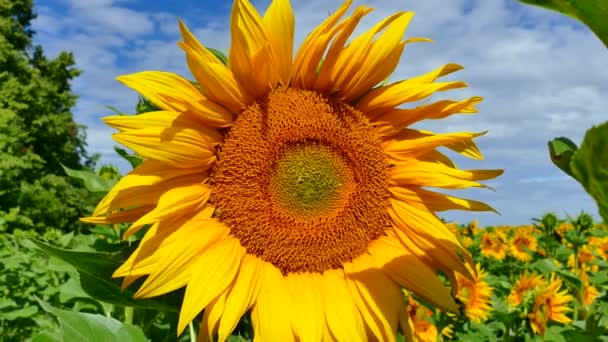 Szép napraforgó nő a pályán. Egy csomó sárga nagy virágok a horizonton, és a kék ég ellen. — Stock videók