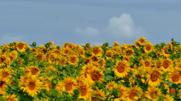 Krásné slunečnice rostou na hřišti. Spoustu žluté velké květy na obzoru a proti modré obloze.