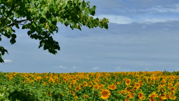 Hermosos girasoles crecen en el campo. Muchas flores amarillas grandes en el horizonte y contra el cielo azul . — Vídeos de Stock